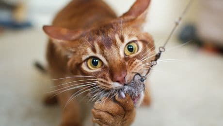 El comportamiento de caza de los gatos: por qué traen animales muertos a casa
