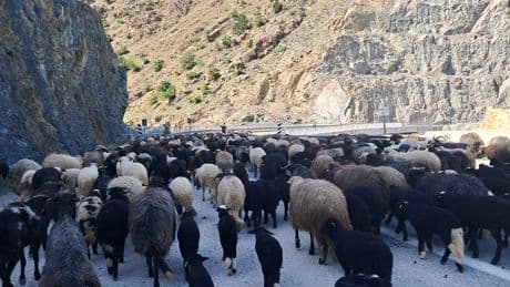 Yem parasını bile karşılayamayan besici isyan etti