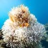 Findet Nemo: Zum Wegschrumpfen heiß: Bei Hitze werden Clownfische kleiner