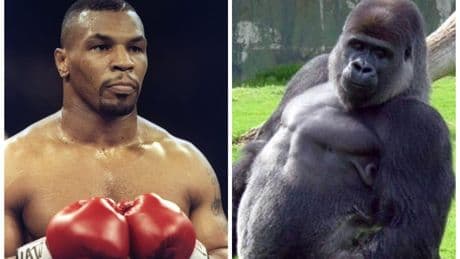 How Garcia, Usyk, Tyson, and the UFC responded to ‘100 men vs a gorilla’