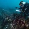 Zehntausende Fische verendet: Zerstörerische Algenblüte in Südaustralien breitet sich aus