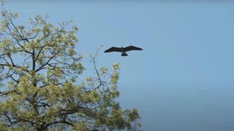 Los nuevos drones chinos indistinguibles de los pájaros que lanzan bombas sobre el enemigo