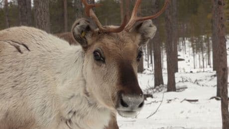 In the Finnish Arctic, reindeer herders disrupted by growing military presence