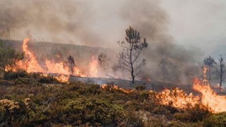 Spanien: Verheerende Waldbrände fordern viertes Todesopfer
