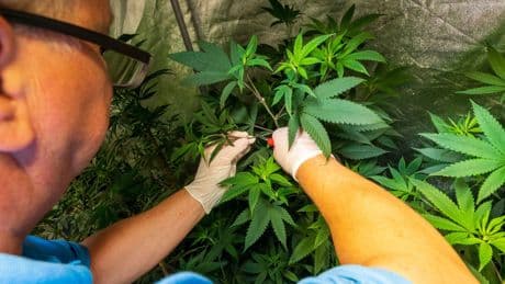 Drogen: Genehmigungen für Cannabis-Clubs - Hanfpionier vor Gericht
