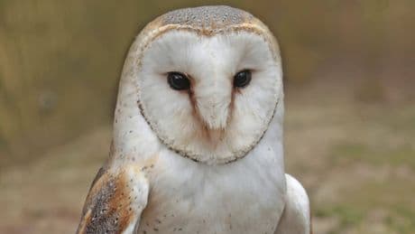 Wahl zum Vogel des Jahres 2026 gestartet