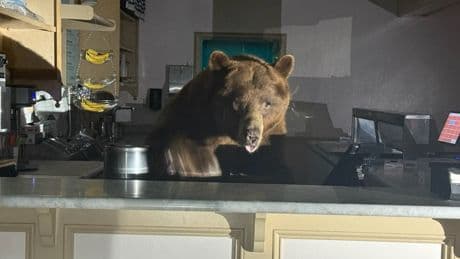 One scoop or two? Bear found eating strawberry ice cream behind counter of Lake Tahoe store