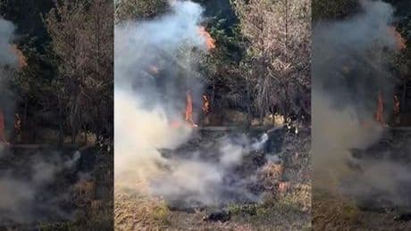 Kağıthane’de korku dolu anlar! Sokak arasındaki ağaçlık alan alev alev yandı