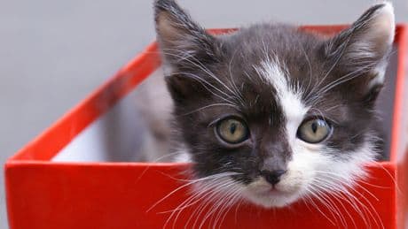 Versteht eine Katze ihren Namen? So können Sie es ihr beibringen