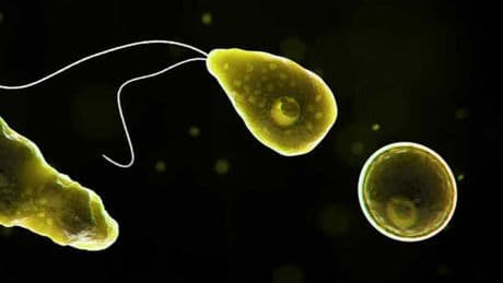 Ameba mangia cervello infetta e uccide una donna in Texas: la 71enne aveva fatto un lavaggio nasale con l'acqua del rubinetto