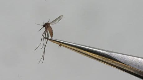 No need to panic, but West Nile threat very real, Manitoba health expert says