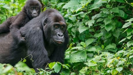 Endangered gorilla habitats threatened in rebel-held Congo
