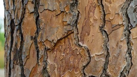 You need super vision to spot moth hiding on tree bark in 10 seconds