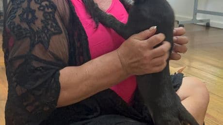Guelph vet rescues puppy after machete attack in St. Lucia
