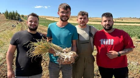 Dünyaca ünlü sarımsakta artık hasat dönemi