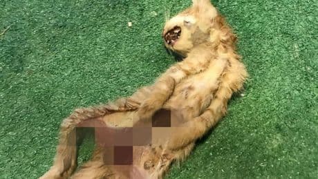 Zonguldak’ta iç organları çıkarılmış 2 kedi bulundu