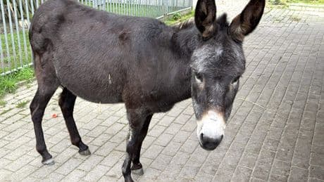 Ezel overlijdt na mishandeling door man in Zeeuwse Hulst
