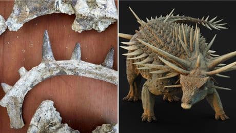 'I'm never going to see anything as crazy as this ever again': New fossils reveal dinosaur's amazing armour