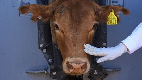 Mexican ranchers struggle to adapt as a parasite ravages cattle exports to the U.S.