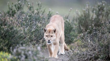 Child attacked by mountain lion that wandered into California neighbourhood