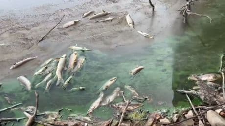 Los vecinos de Alcollarín acusan al Gobierno de provocar un desastre ecológico por el vaciado de un embalse