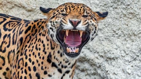 Opfer seit Tagen verschwunden - Jaguar greift Angler an