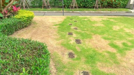 Kahle Stellen im Gras? Diese Tipps bringen Ihren Rasen zurück