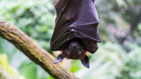 En Chine, deux nouveaux virus détectés chez des chauves-souris