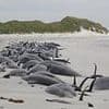 Scientists are baffled by an 'exponential' increase in whale and dolphin strandings in Britain - as they reveal the surprising potential causes