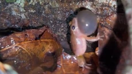 Frühlingsbote mit Power - Dieser Frosch ist so laut wie ein Presslufthammer