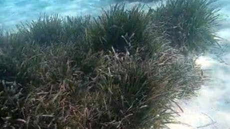 Marmara için deniz çayırı uyarısı