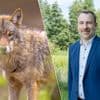 Stad Peer wil crisisoverleg met minister Brouns over wolvenproblematiek: “Inwoners voelen zich onveilig”