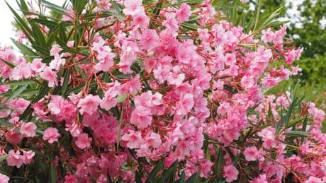 La razón por la que siempre hay adelfas en la carretera: la verdadera razón más allá del uso decorativo de la planta