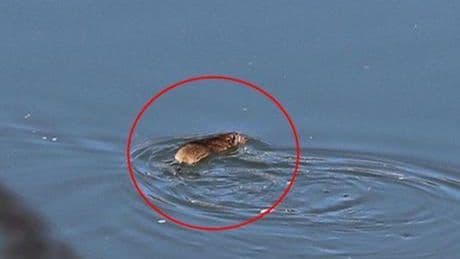 Çin'de yaşıyor Diyarbakır’da görüntüledi! Bilim insanları kente akın etti
