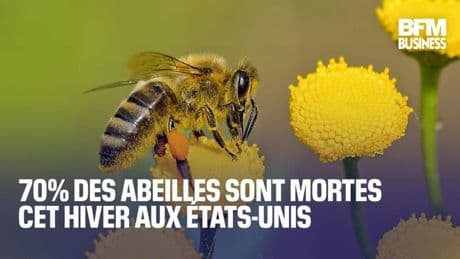 70% des abeilles sont mortes cet hiver aux États-Unis
