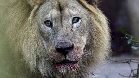 Un zoo en Dinamarca desata la polémica al pedir animales domésticos para alimentar a sus grandes felinos