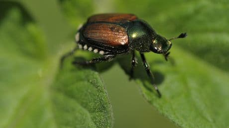 Aus Versehen eingeschleppt: Dieser Käfer richtet in Europa riesigen Schaden an