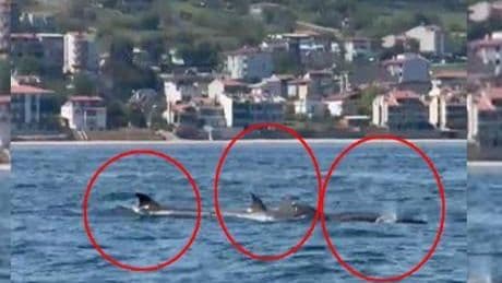 Yer: Tekirdağ! Denizin ortasında sürü halinde görüldüler