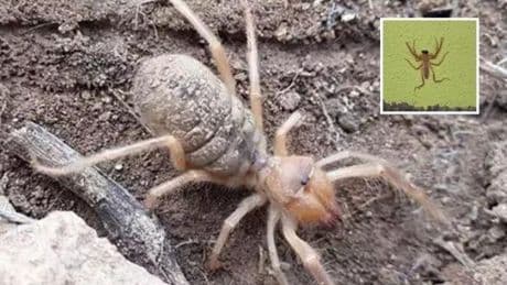 Ölüme yol açıyor! Zehirli sarı kız örümceği görüldü