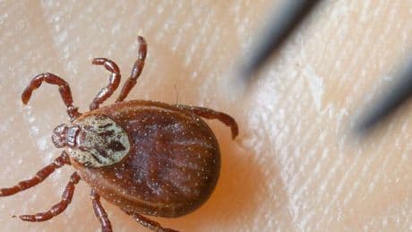 Blutsaugende Parasiten: Warum es dieses Jahr so viele Zecken gibt
