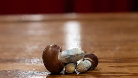 "Une avancée considérable": l'usage médical des champignons hallucinogènes partiellement autorisé en Nouvelle-Zélande