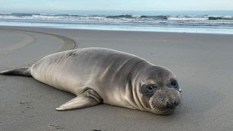 Baby seal stabbed multiple times along Oregon coast, authorities asking public for information