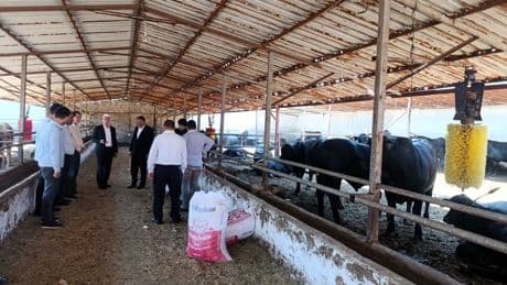 Ardahan Valiliğinden şap hastalığı açıklaması: 77 mahalle ve köy karantina altında