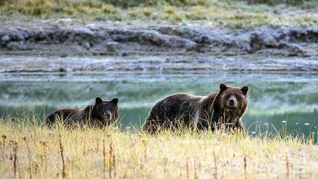 How to survive a bear attack - based on the species and its behaviour
