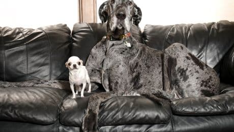 World's tallest and smallest dogs meet up for a playdate