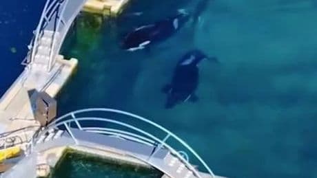 Abandoned theme park left 'frozen in time' where Orca whales still alive left to rot