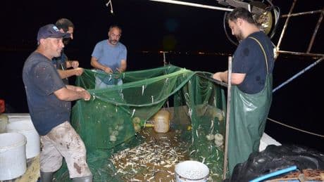 Kocaeli Ereğli Balık Hali'nde balık mezatı hareketliliği sürüyor