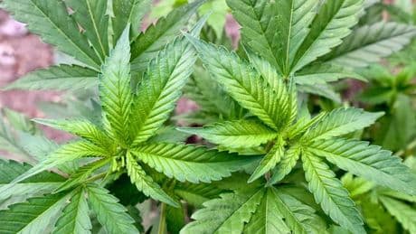 Cannabis: Erster Cannabis-Club im Saarland bekommt grünes Licht