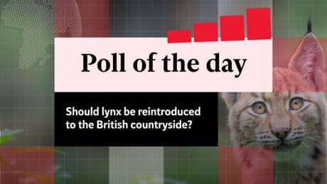 Poll of the day: Should lynx be reintroduced to the British countryside?