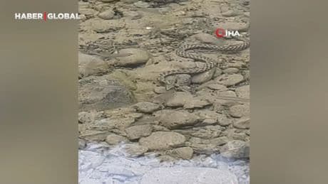 Osmaniye’de yılanın balık avı kamerada